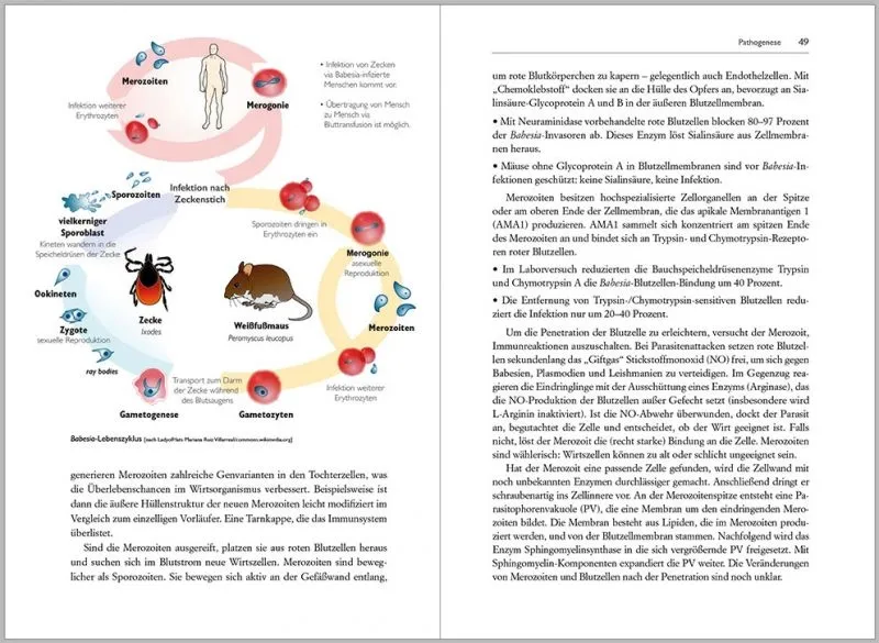 Borreliose Koinfektionen von Buhner und Wormer