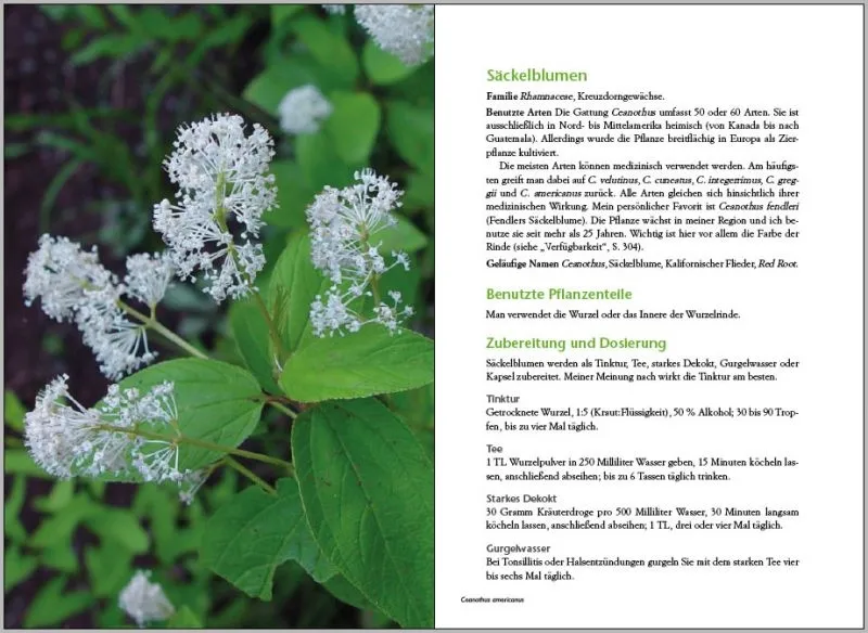 Pflanzliche Virenkiller von Stephen H. Buhner